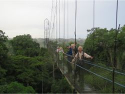 Canopy walkway-Sacha Lodge